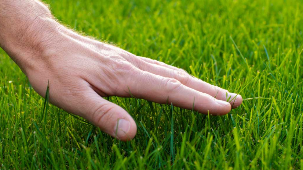 10 Must-know yard maintenance tips, whether you own or rent 